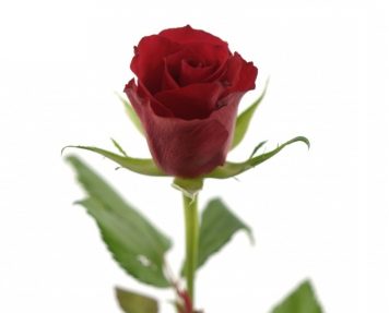 [:lt]Raudonos rožės[:ru]Красные розы[:]