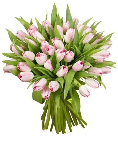 [:lt]Rožinės tulpės [:ru]Розовые тюльпаны [:]