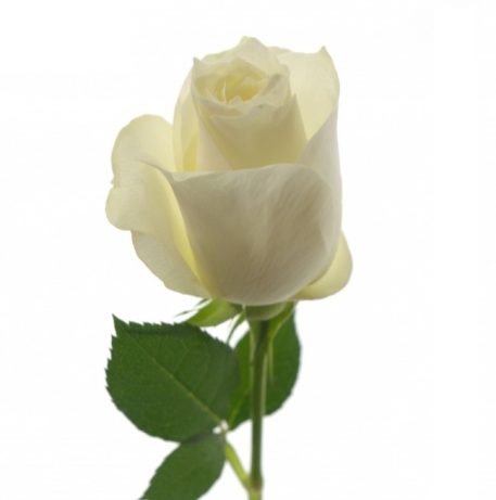 [:lt]Baltos rožės[:ru]Белые розы[:]