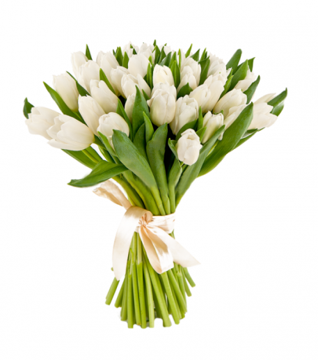 [:lt]Baltos tulpės[:ru]Белые тюльпаны [:]