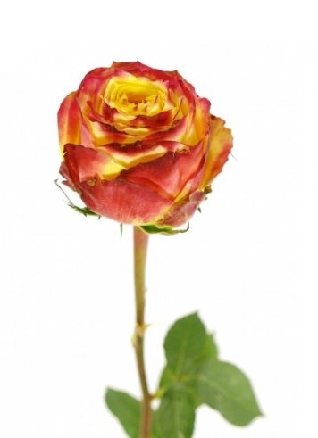[:lt]Dvispalvės rožės[:ru]Двухцветные розы[:]