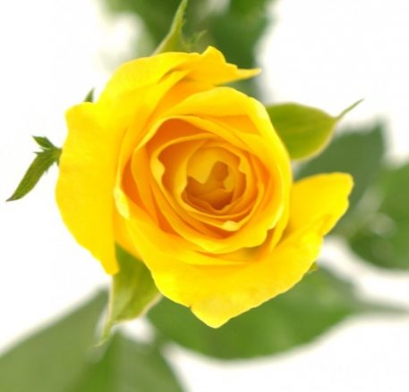 [:lt]Geltonos rožės[:ru]Желтые розы[:]