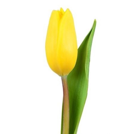 [:lt]Geltonos tulpės[:ru]Желтые тюльпаны[:]
