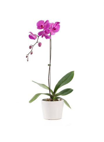 [:lt]Orchideja[:ru]Орхидея [:]