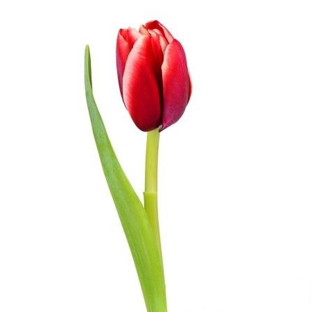[:lt]Raudonos tulpės [:ru]Красные тюльпаны[:]