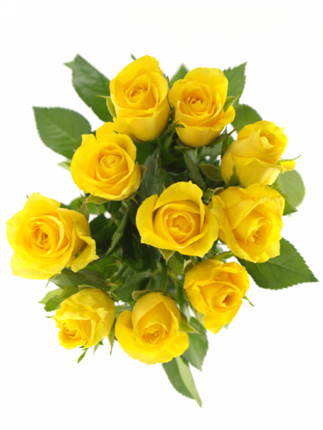 [:lt]Geltonos rožės[:ru]Желтые розы[:]
