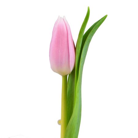 [:lt]Rožinės tulpės [:ru]Розовые тюльпаны [:]